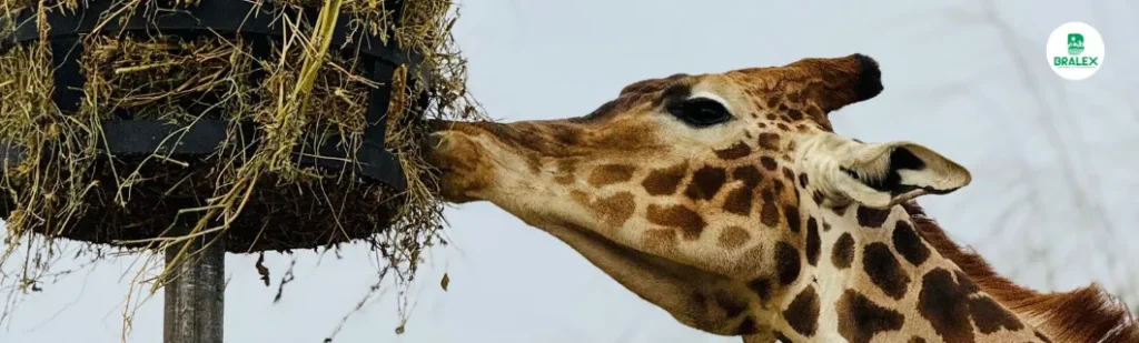 Parque Safari: Um Encontro Inesquecível com os Animais no Chile