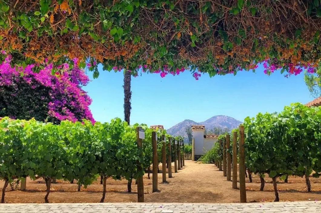 Vinícola Santa Rita